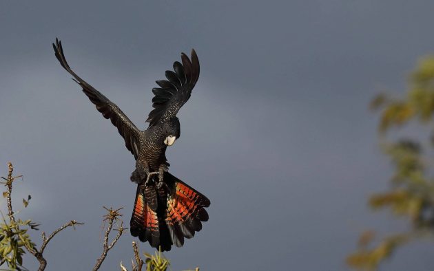 large black bird with red tail feathers taking off
