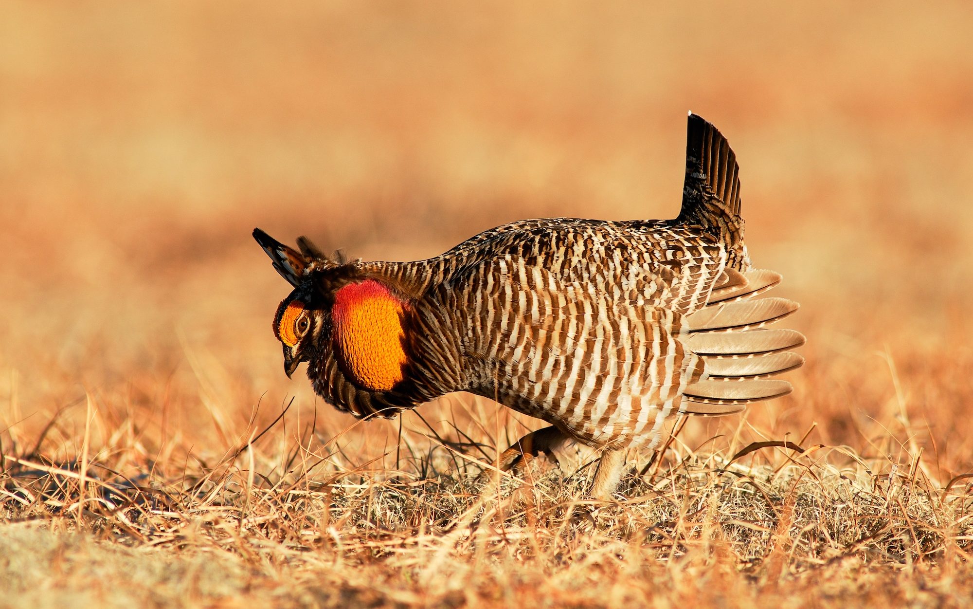 chicken-like bird with orange throat sacs running across the grassland