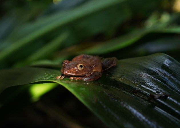 brown frog couching on a leaf