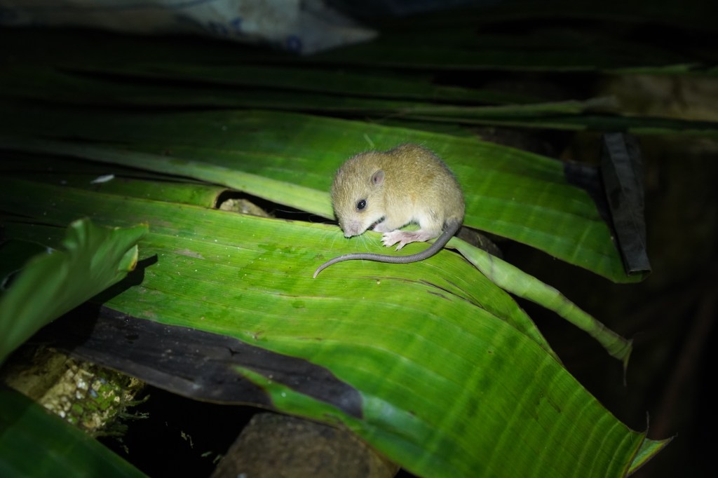 small young rat curled up on a leaf, illuminated by flashlight in the dark