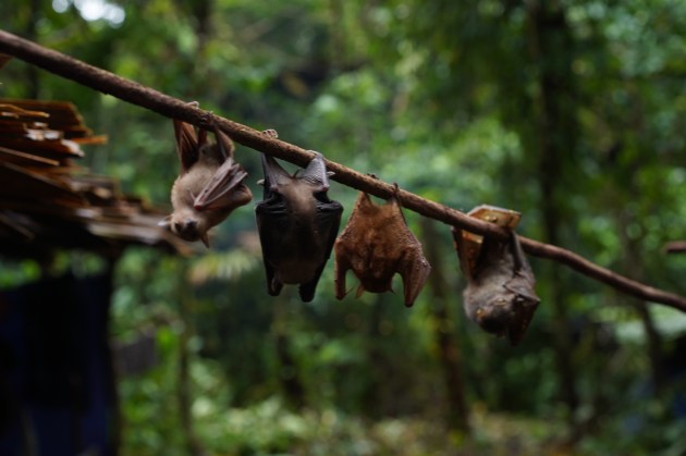 four bats hanging fron a branch