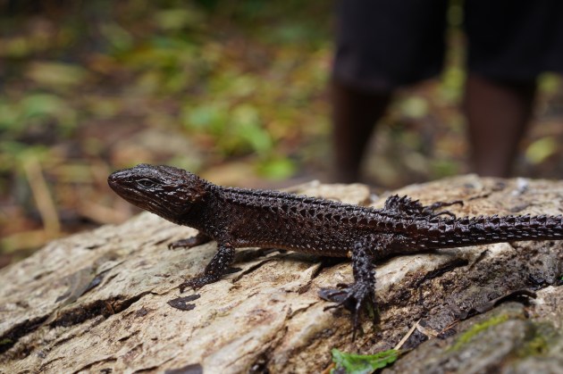 lagarto puntiagudo oscuro