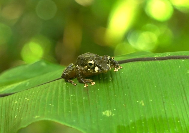 Una rana verde oscuro sobre una hoja verde.