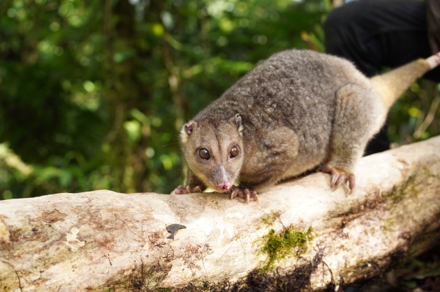 cuscus con grandes ojos marrones en una rama