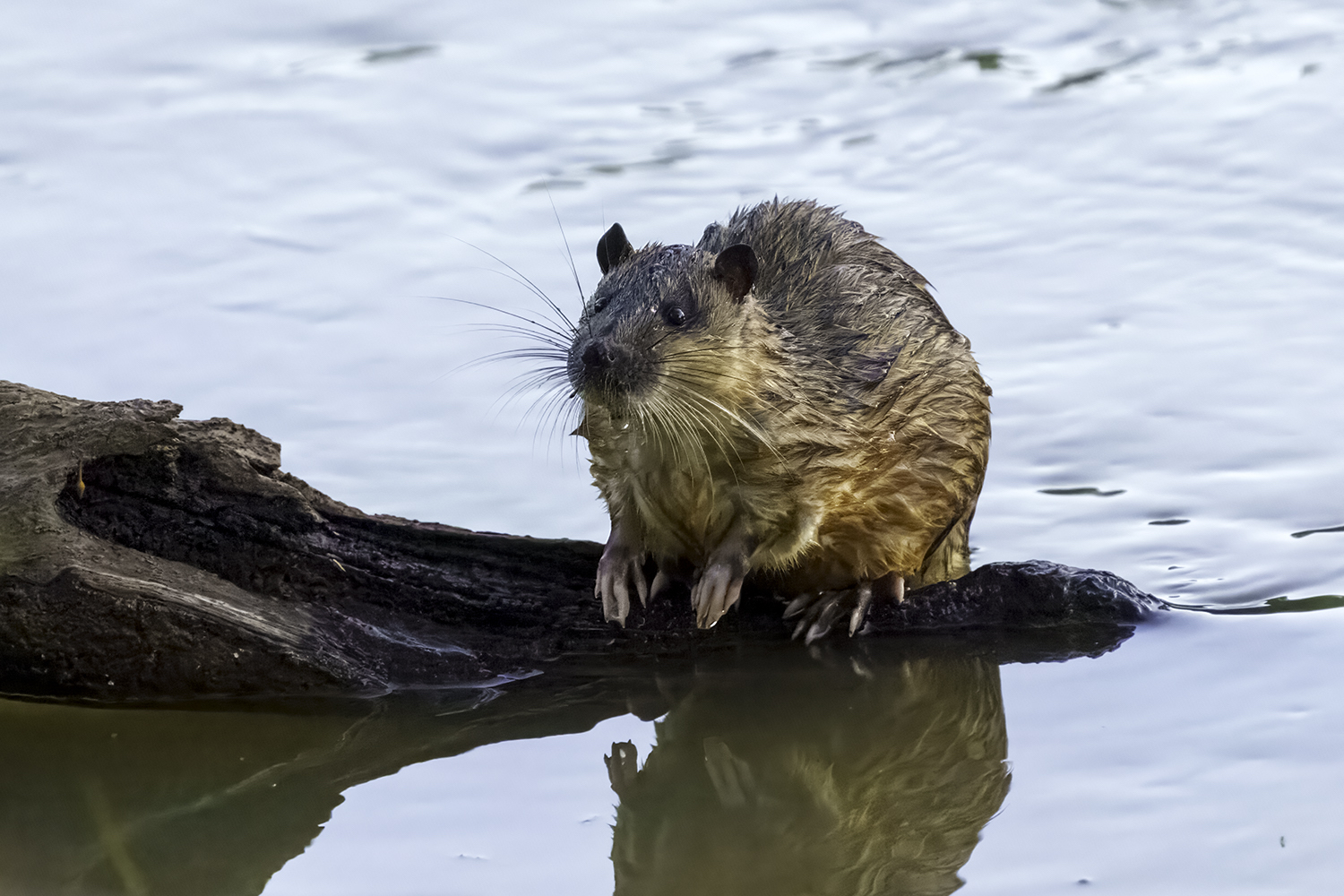 Crested Rats? Hairy Porcupines? 7 of the World's Coolest Rodents