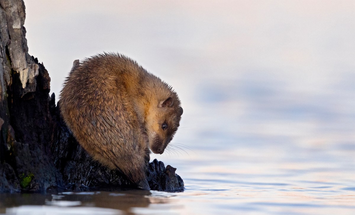 rakali sitting by the water's edge