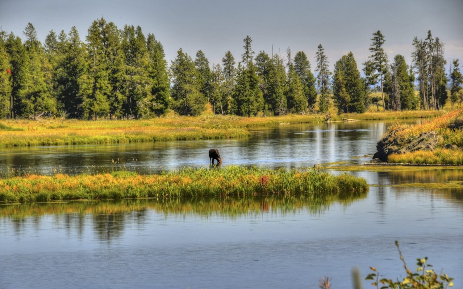 moose grazing in a wetland with trees in the background