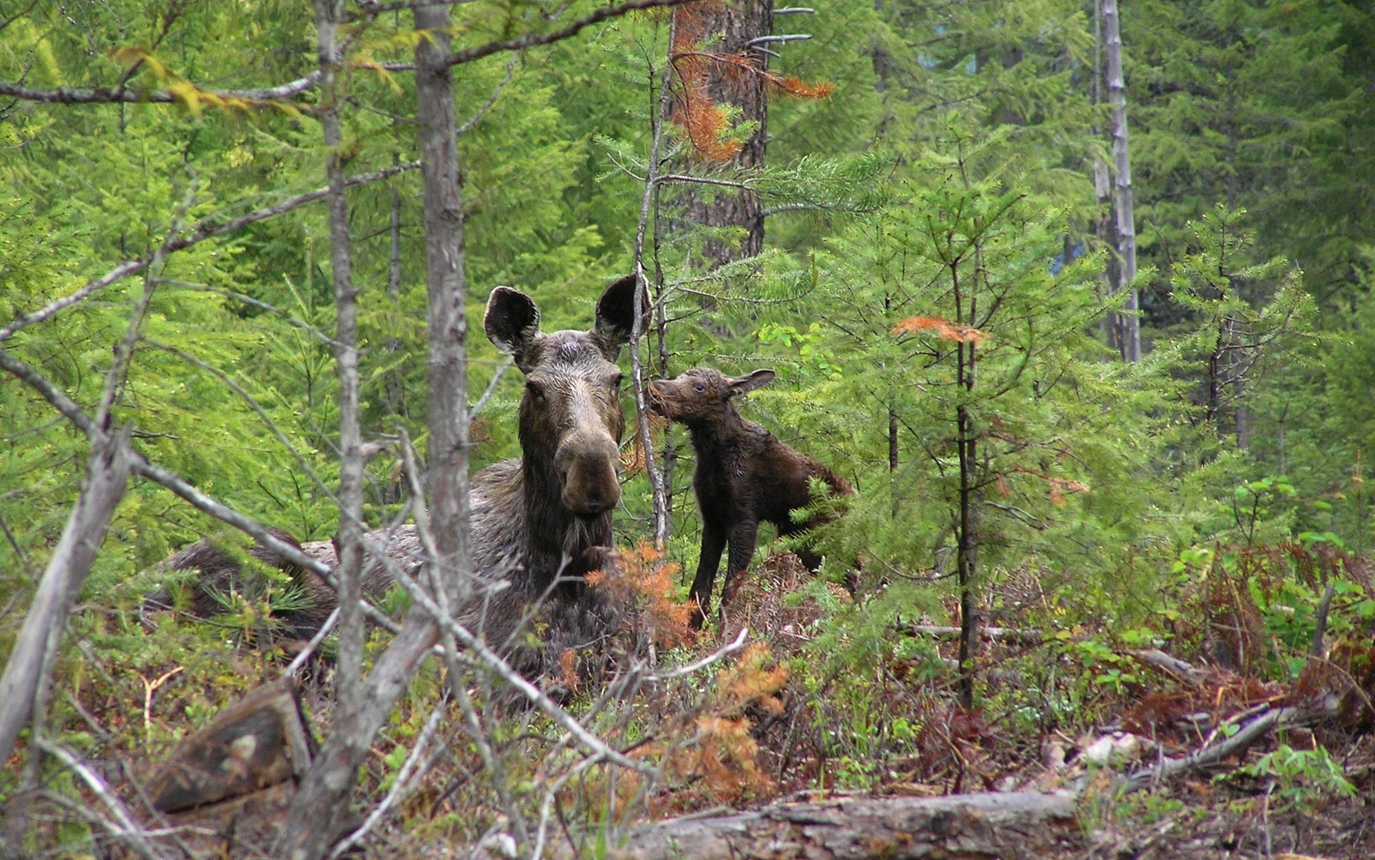 moose cow and calf in the forest