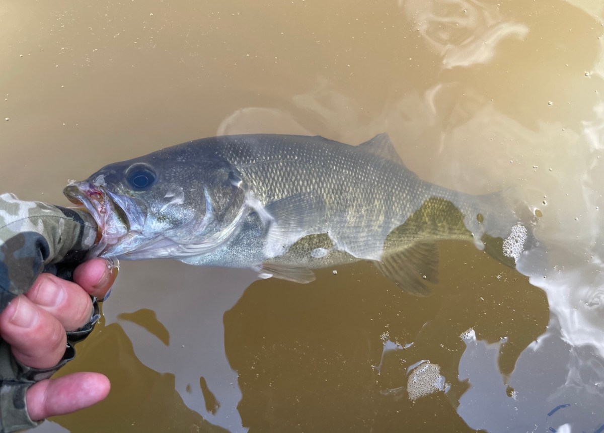 fish in the water held by a fisherman's hand
