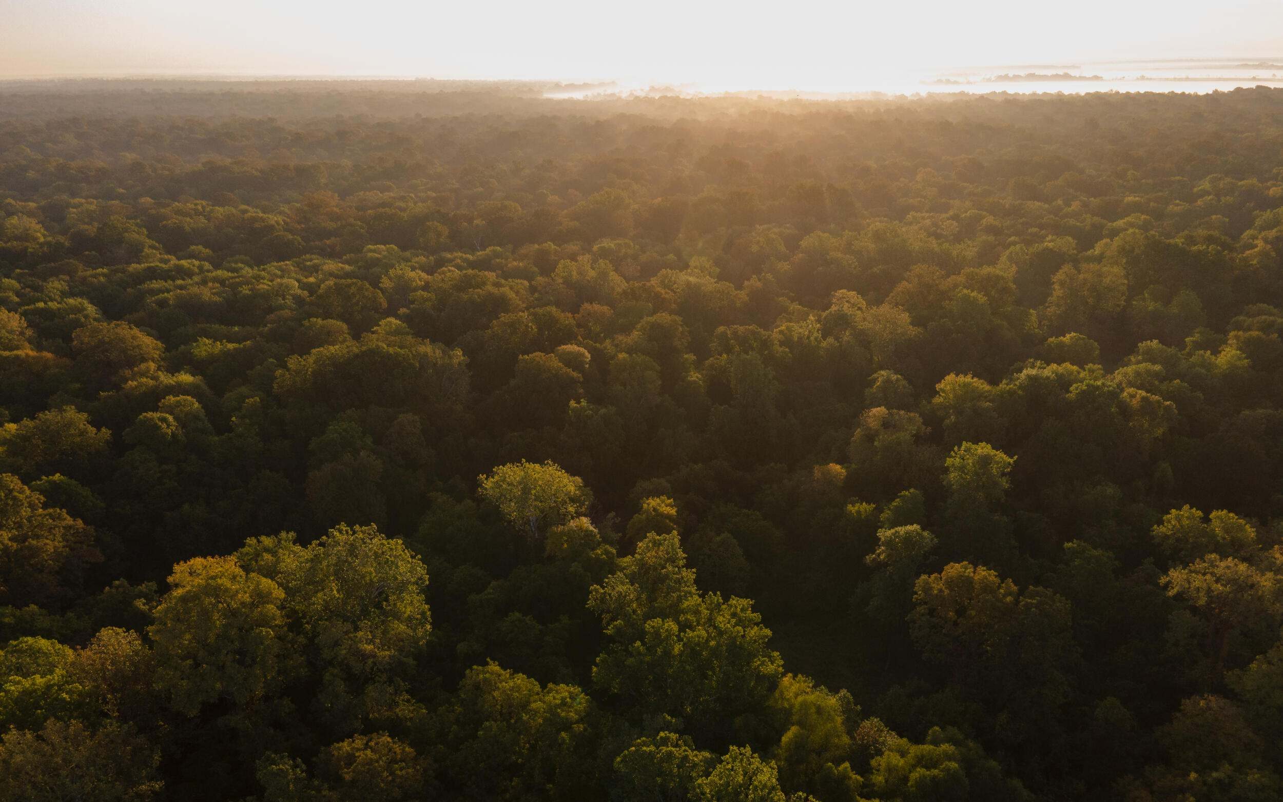 aerial view of a forest with the sun rising
