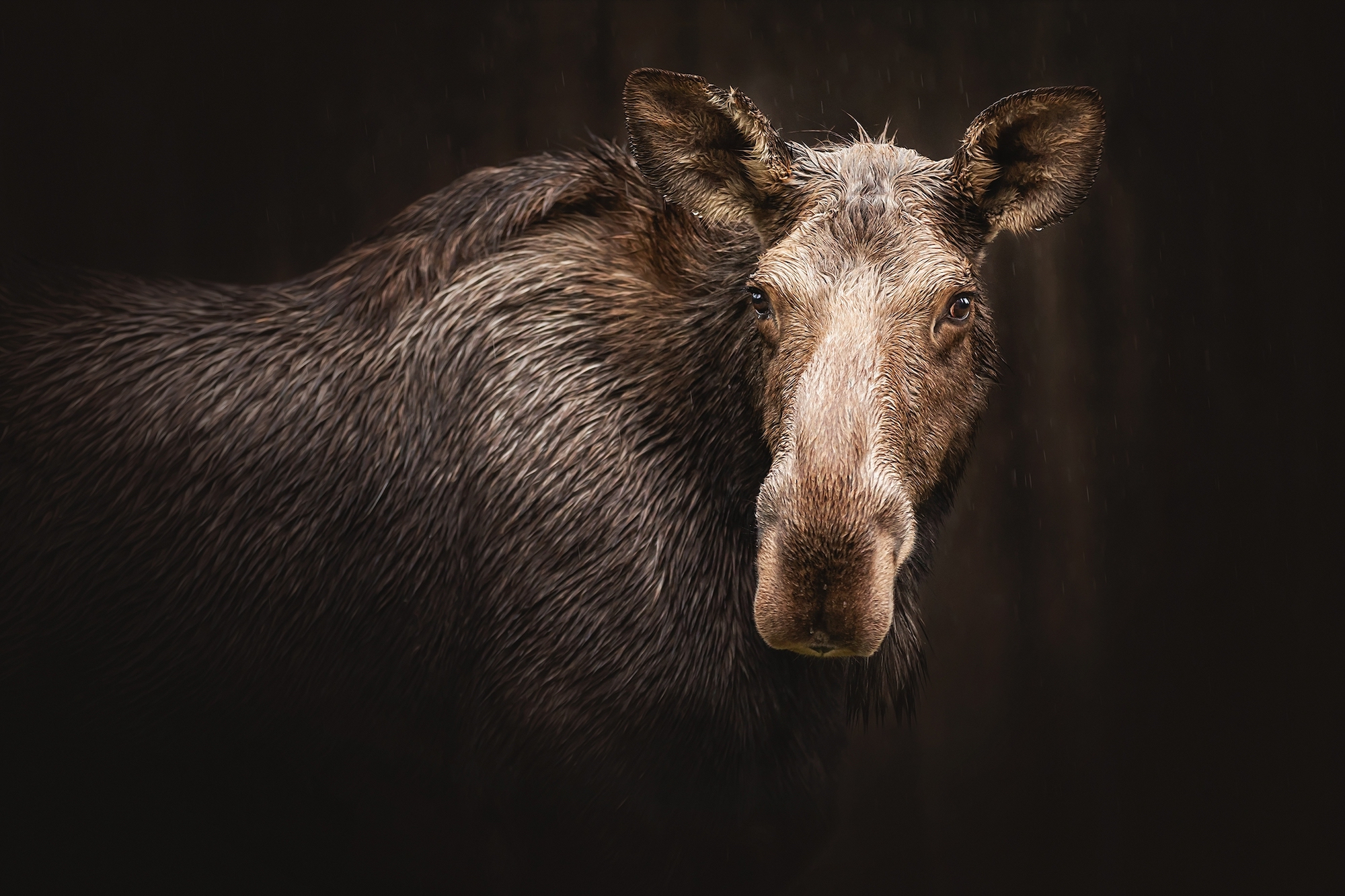 From Moose to Marmots, Microclimates Could Provide Climate Buffer ...