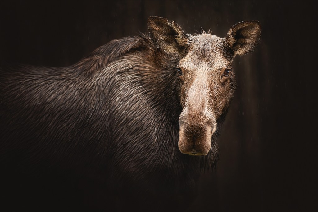 female moose against black background looking at camera