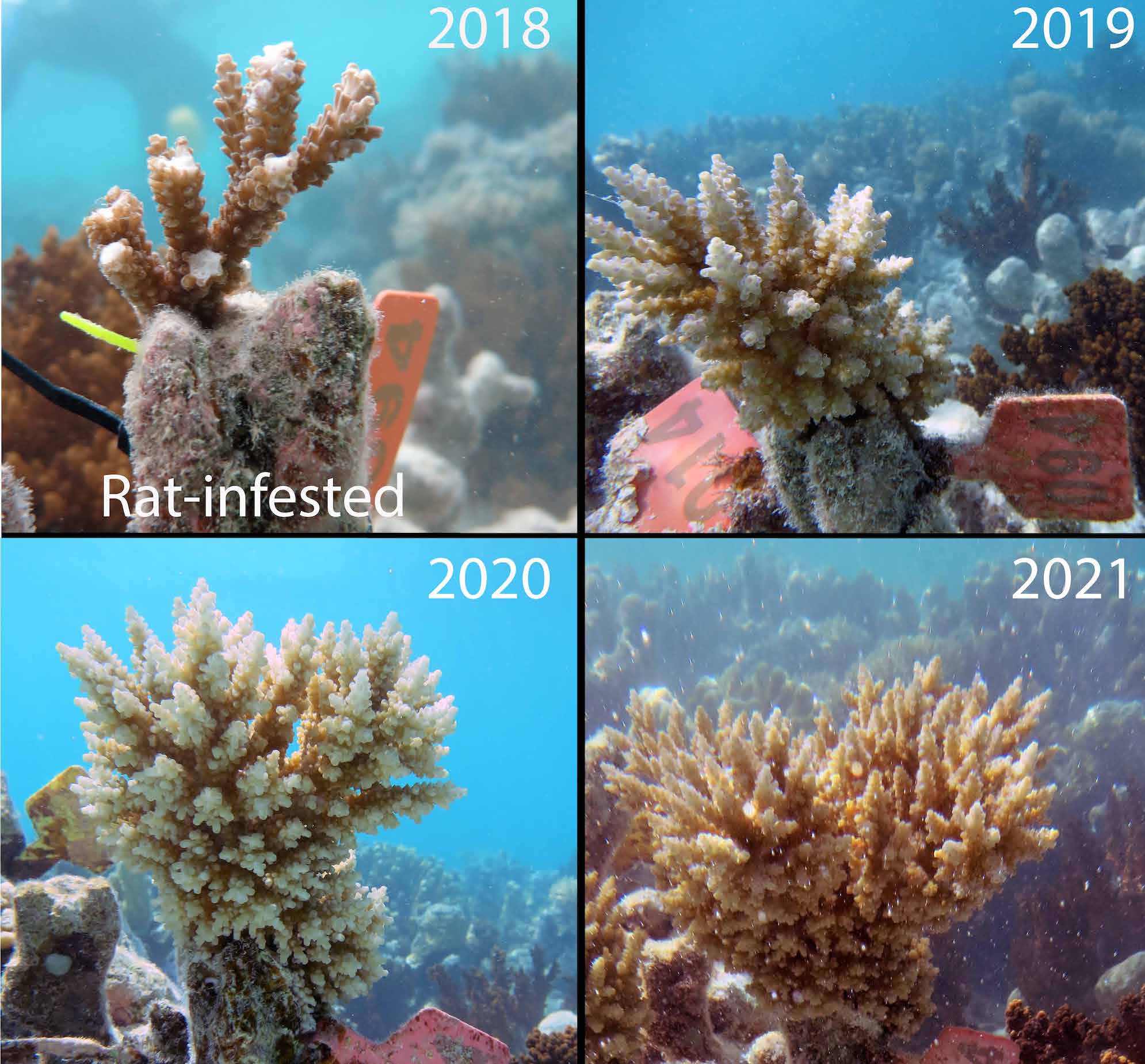 Want Resilient Coral Reefs? Bring Back Seabirds - Cool Green Science