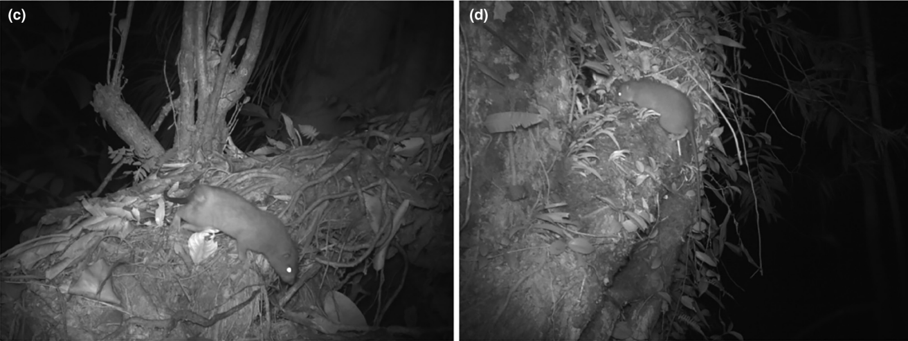 two camera trap photos of a rodent