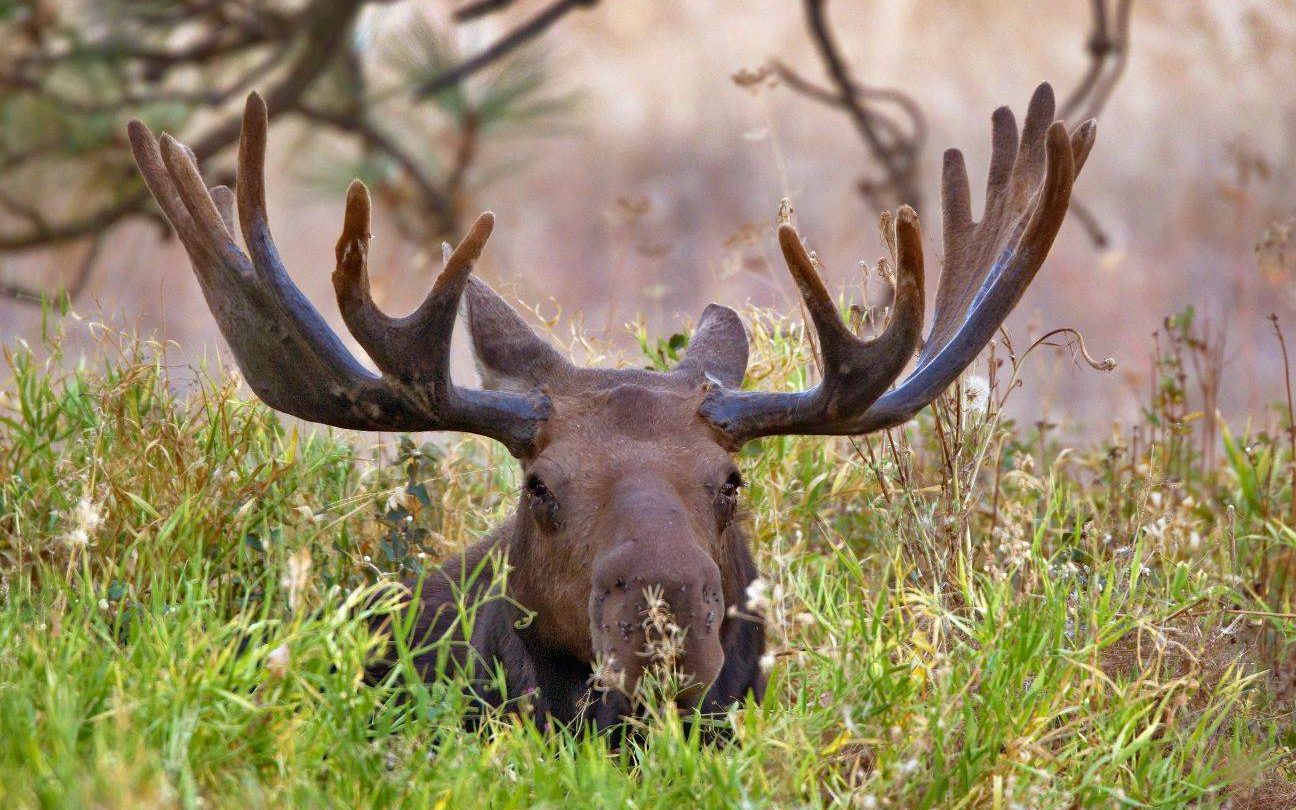 large moose laying down in grass with only head and antlers visible