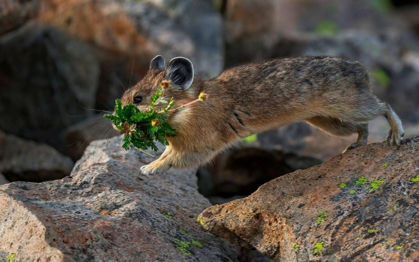 una pequeña pika salta sobre la roca