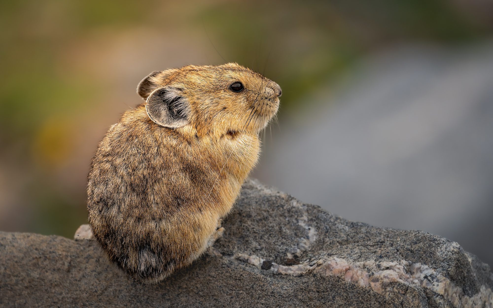 Pika pequeña sentada sobre una roca mirando hacia la derecha