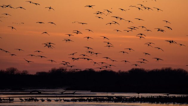 sunrise with orange sky sillouetting flying birds