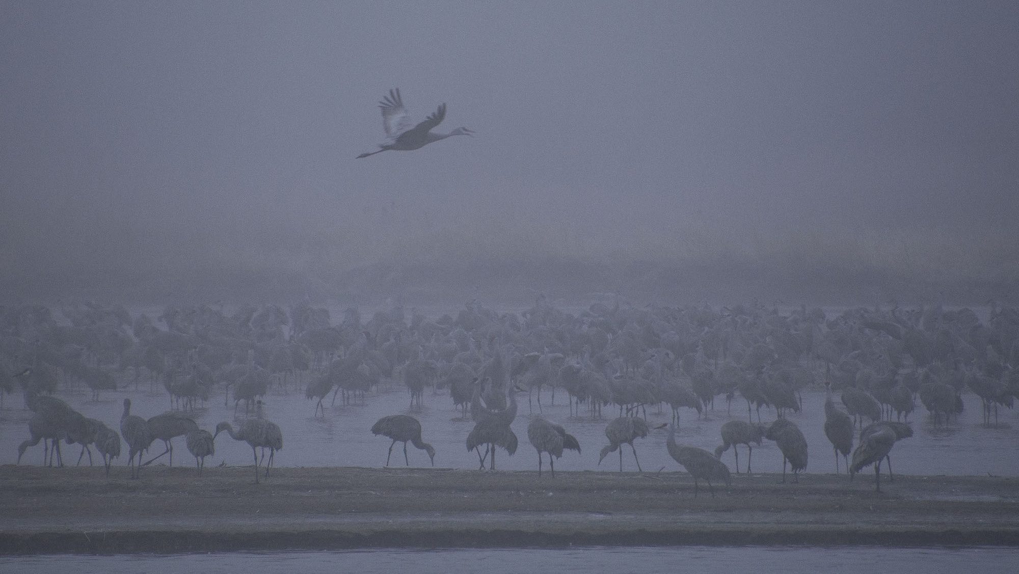birds wading in a shallow river amid mist