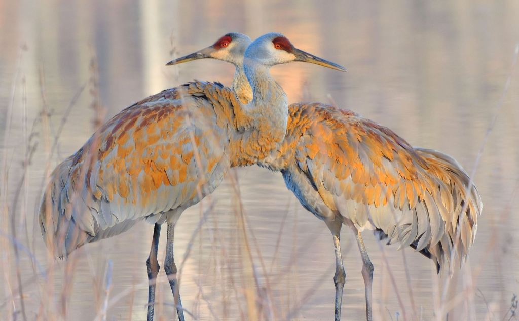 two cranes standing next to one another in mirror image
