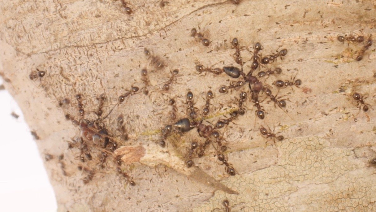 large ants fighting smaller ants