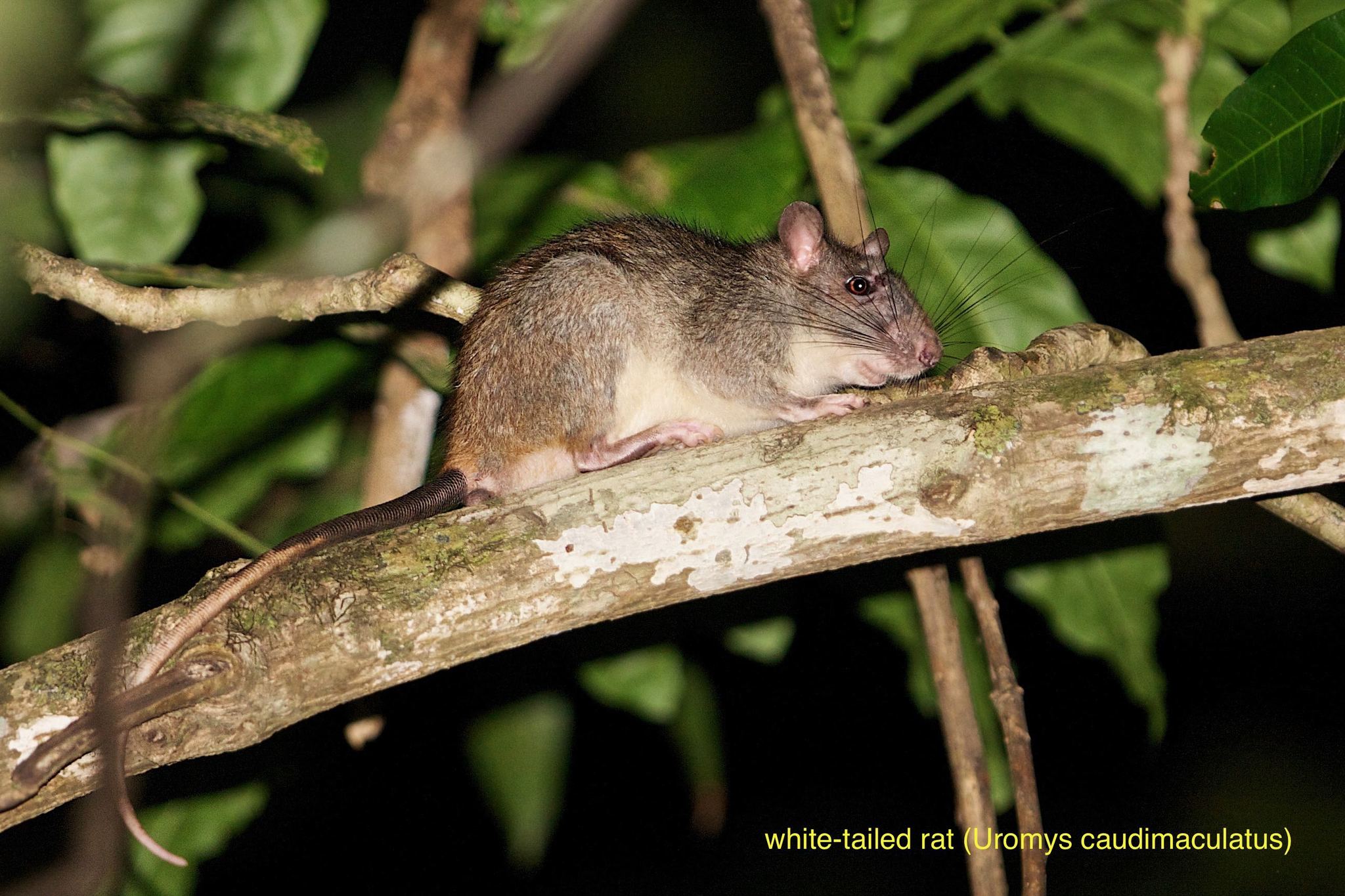 Meet the Amazing Giant Rats of Oceania - Cool Green Science