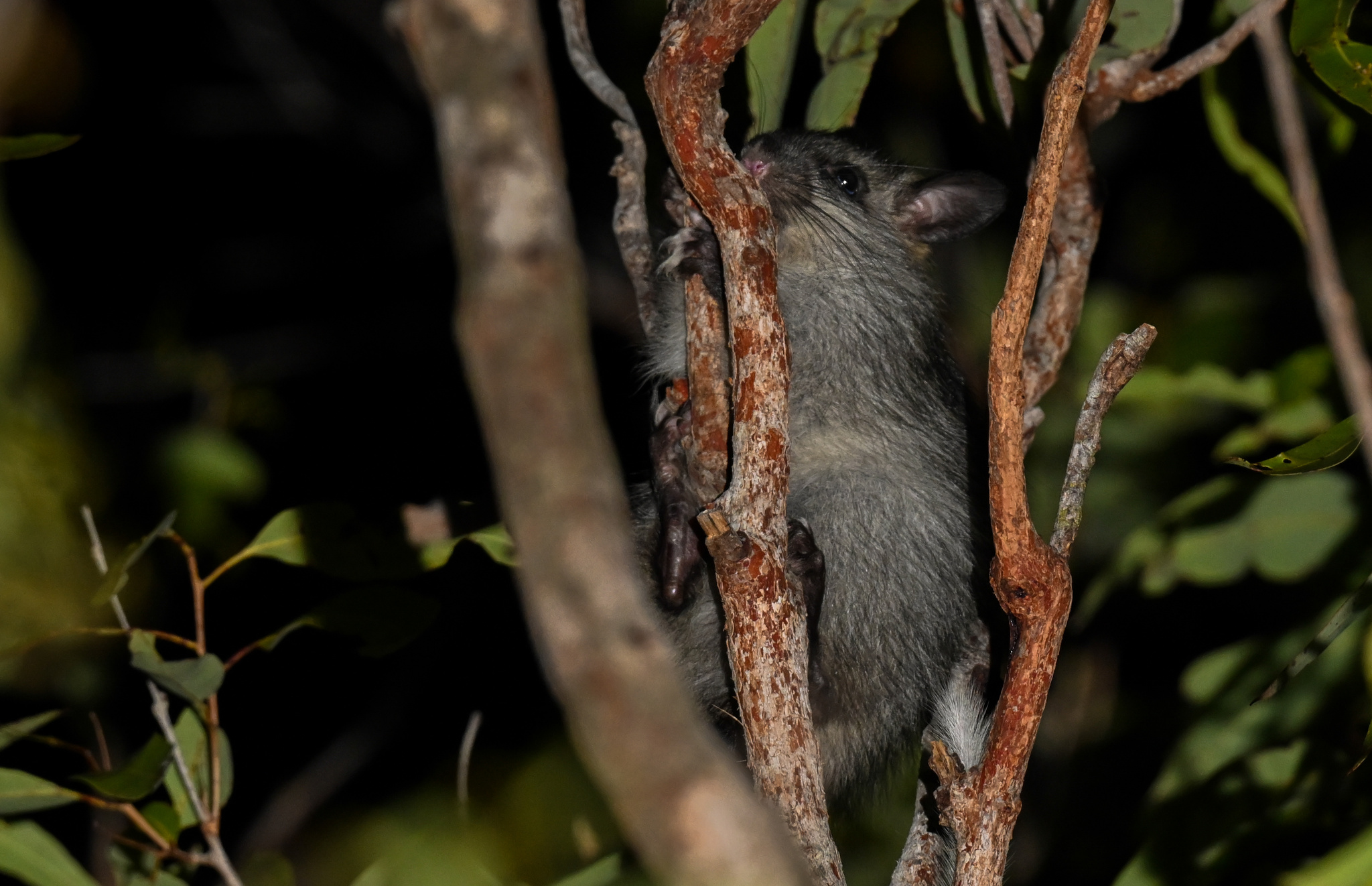 dark colored rat climbing a tree