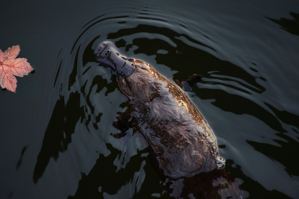 platypus swimming in the water viewed from overhead