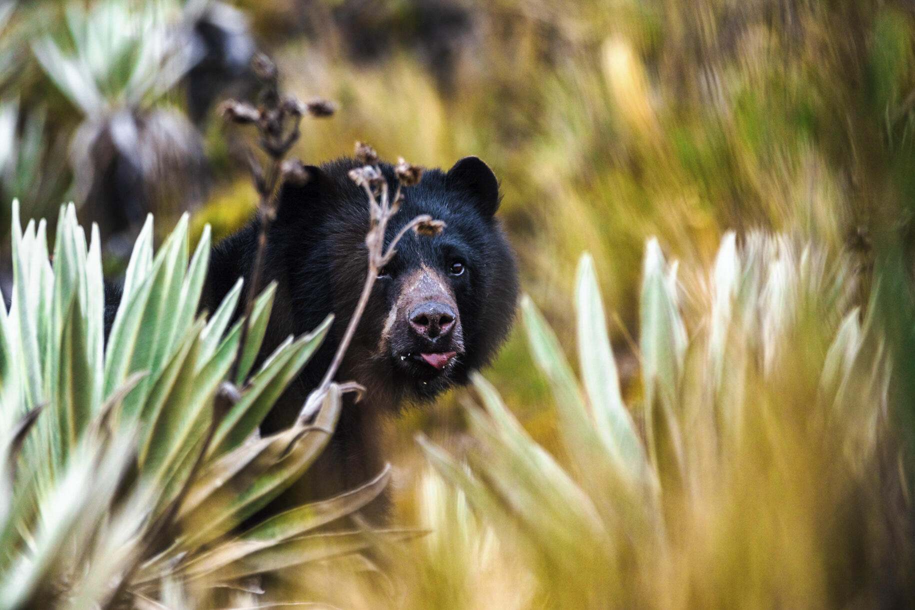 a bear peaking out from behind vegetation