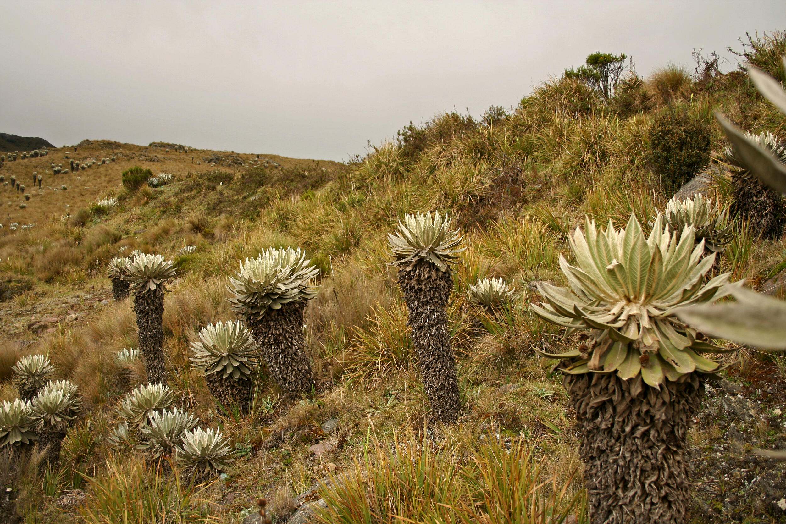 Peatlands Are One of Earth’s Most Underrated Ecosystems - Cool Green ...