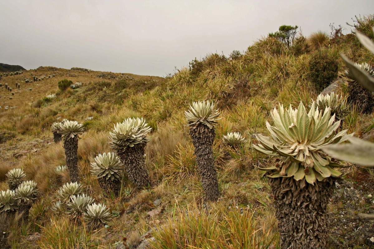 palm-like plants growing from a hillside