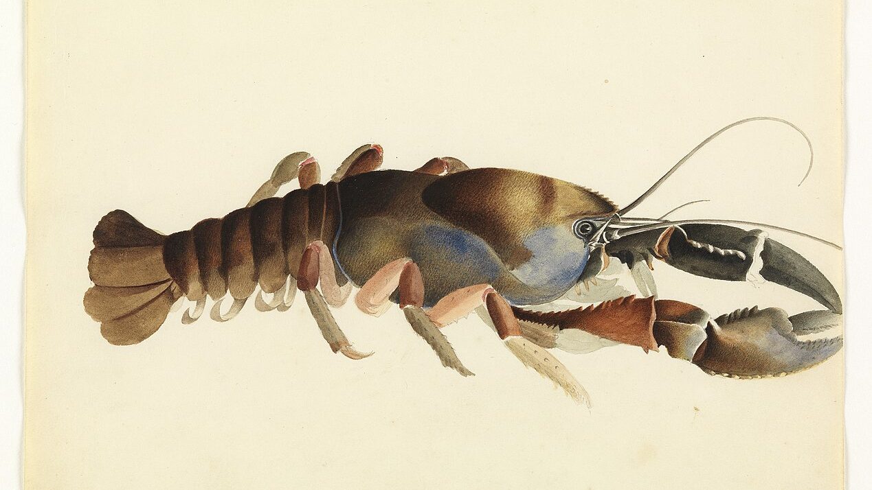 watercolor sketch of a giant crayfish