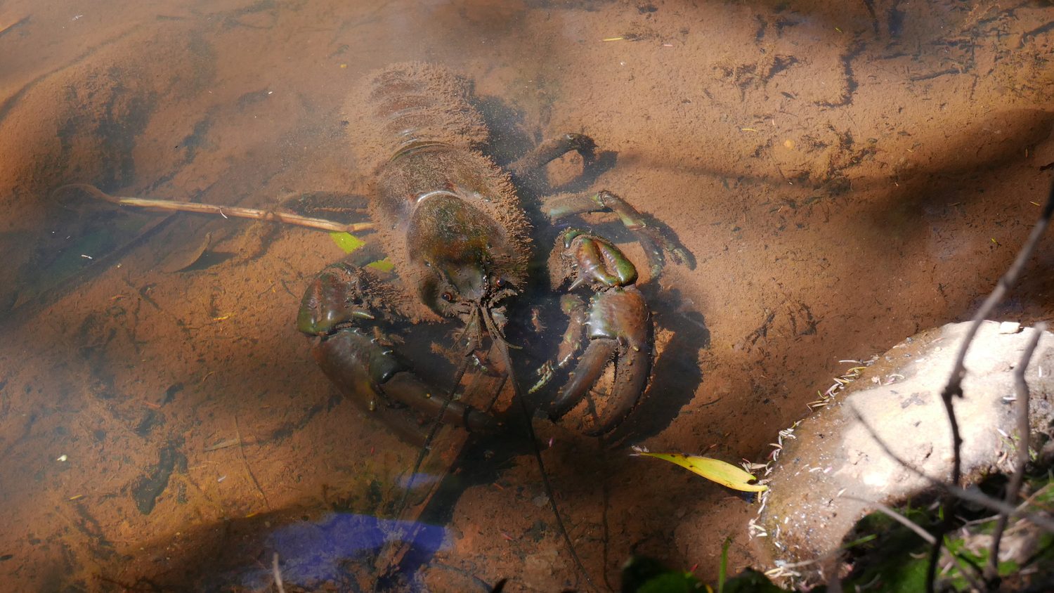 a crayfish hiding in murky water