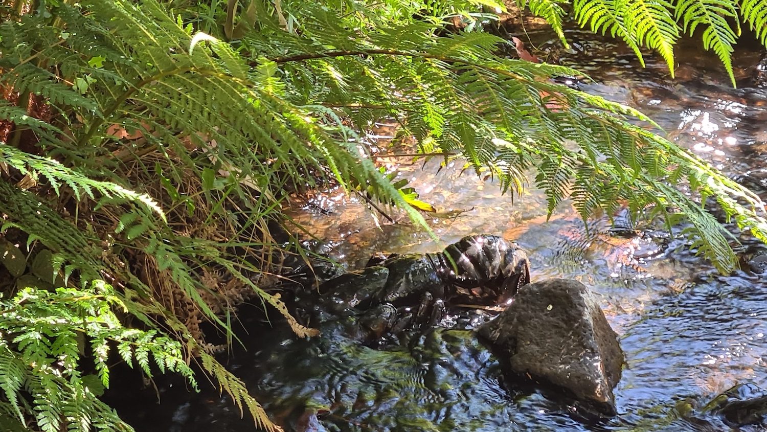 vegetation overhanging a stream with a crayfish in the water