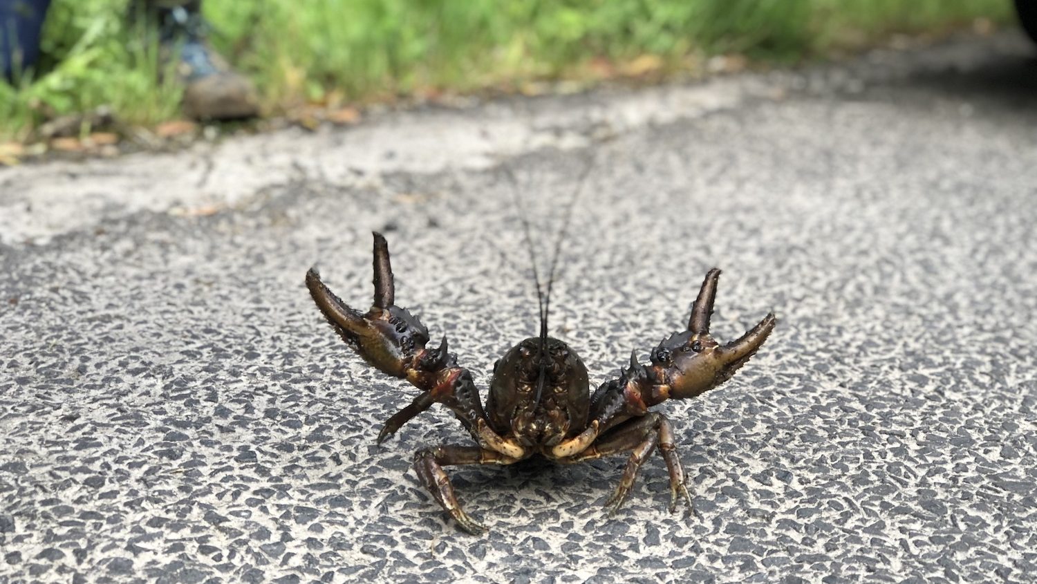 crayfish on a road with it's claws up