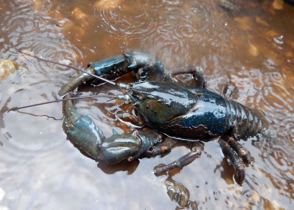 large lobster-like crayfish in the water