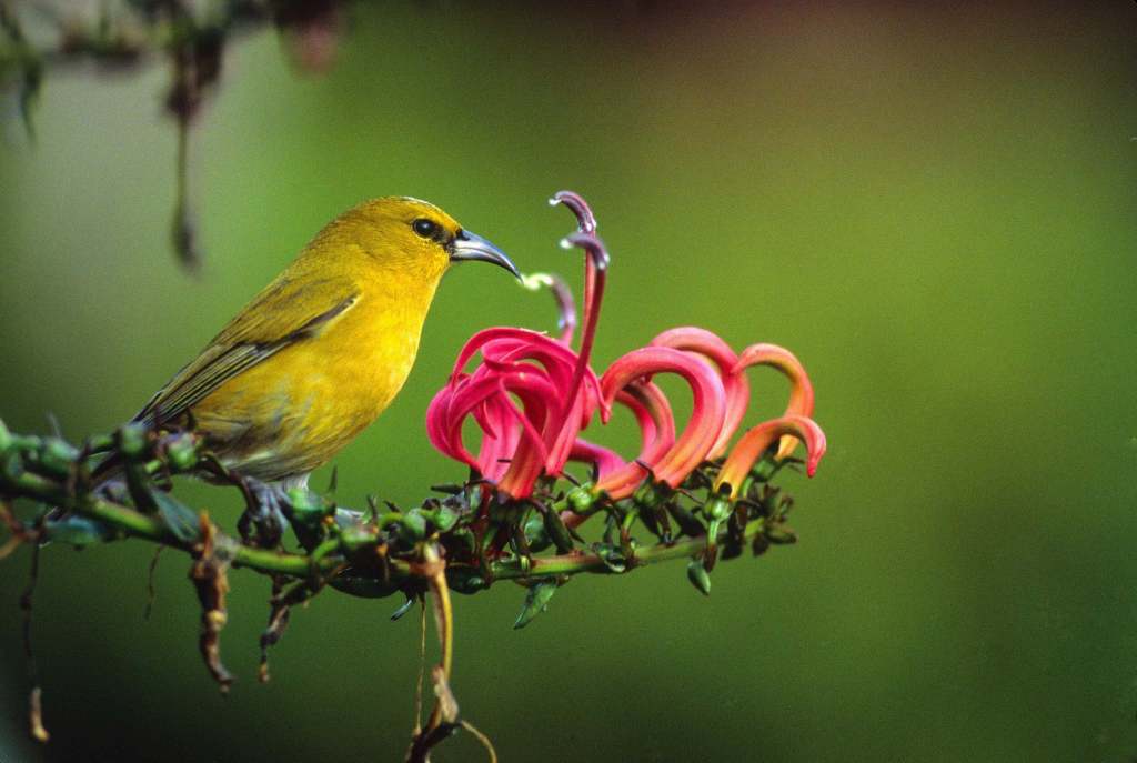 small yellow bird on a pink flower
