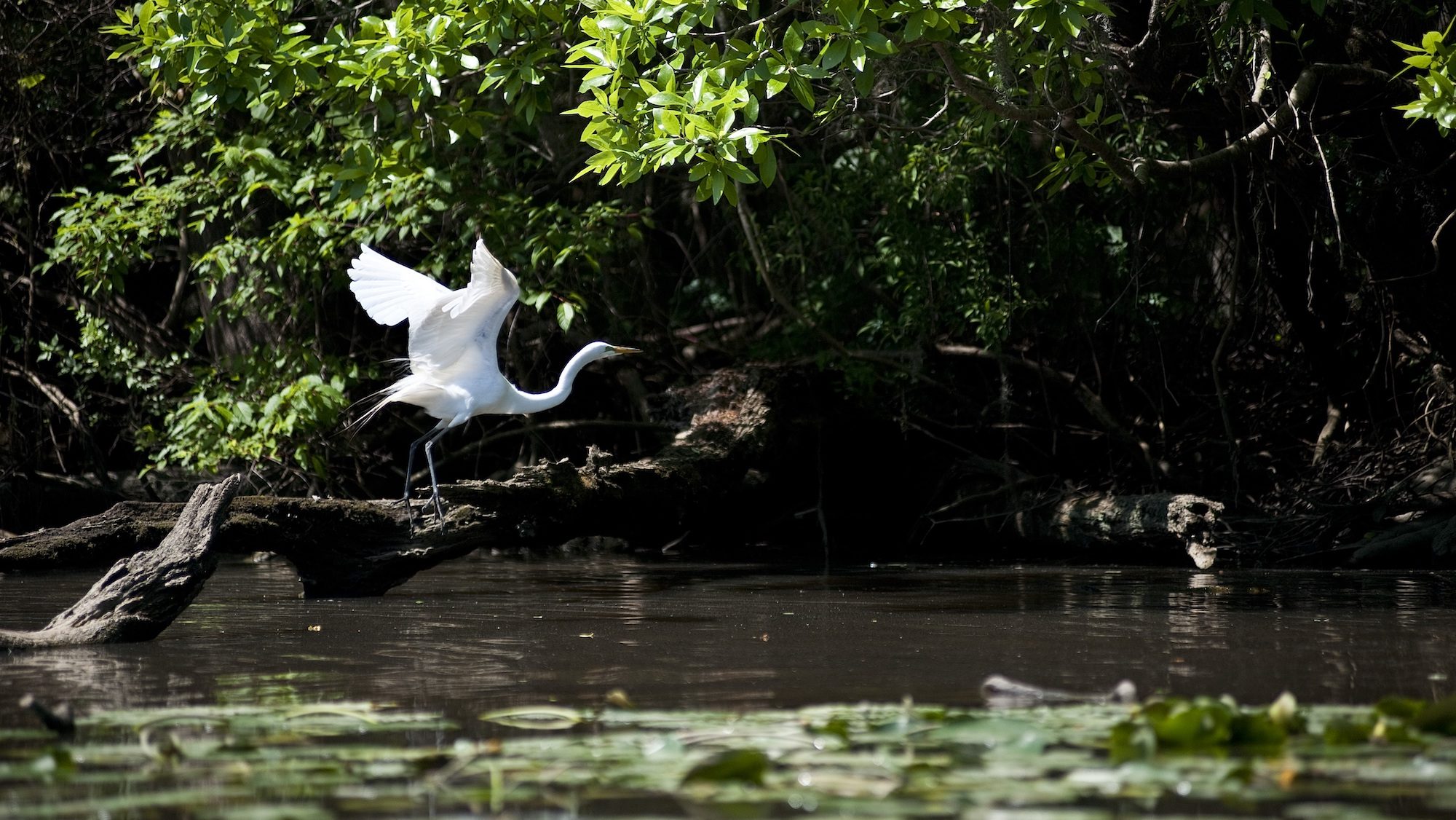 white heron bird flying over a creek