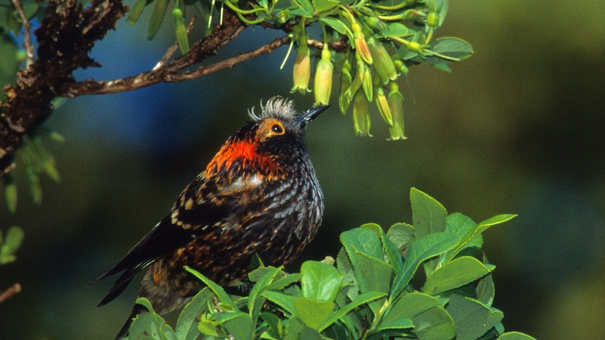 black and orange bird feeding on bell-like flowers