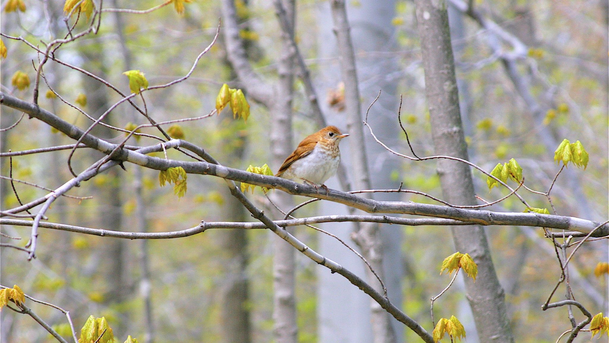 veery perched on a branch with forest visible behind