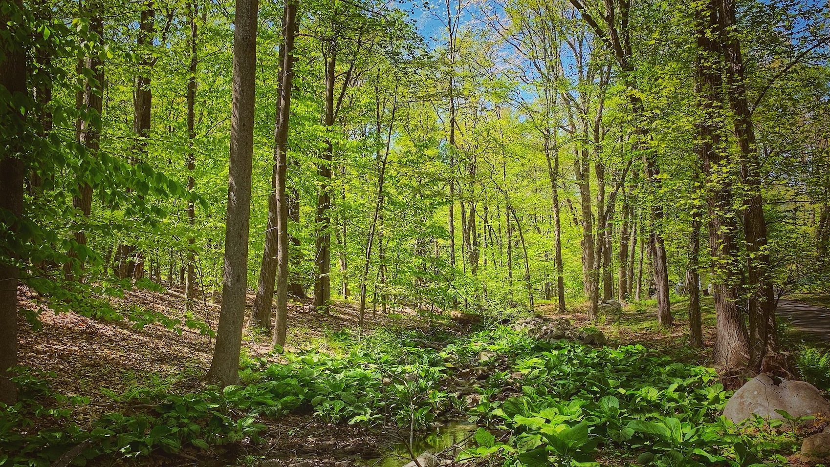 forest with bring spring green foliage