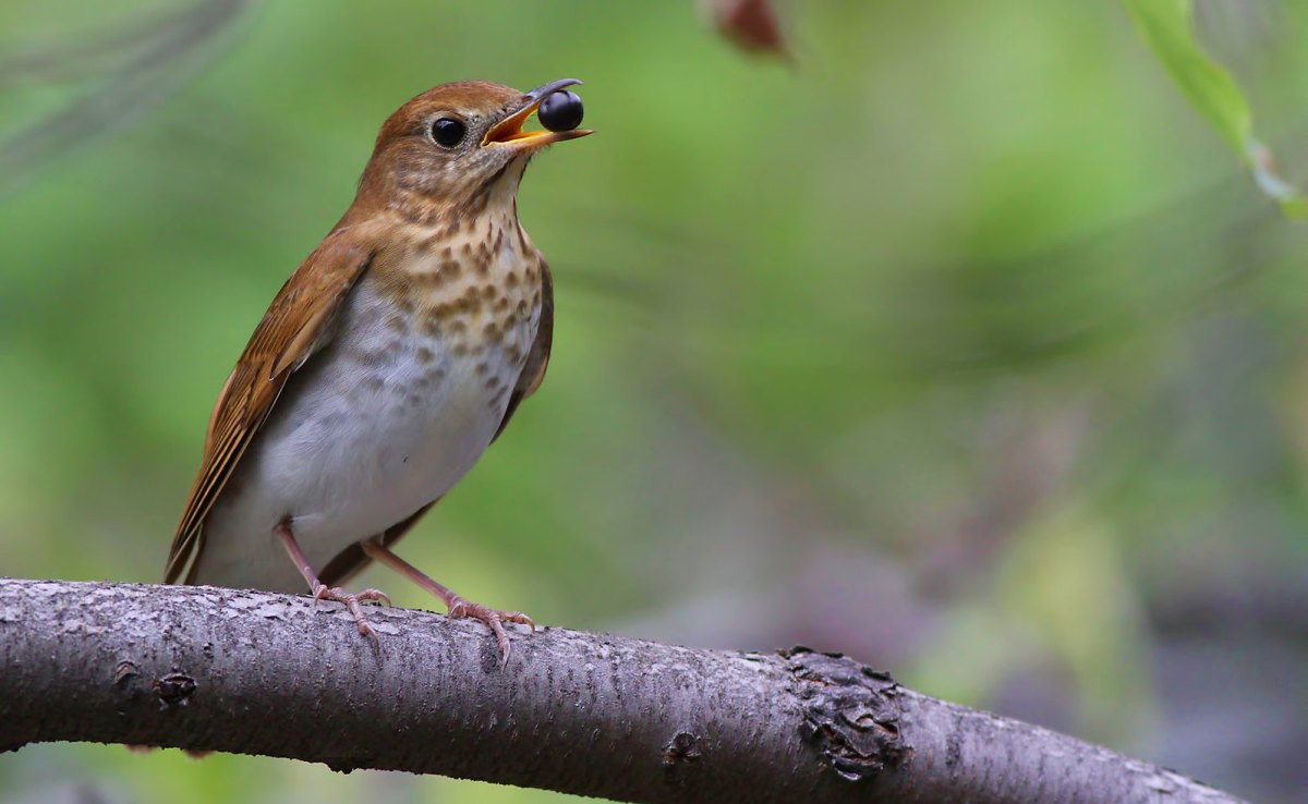 robin-like bird with berry in it's mouth