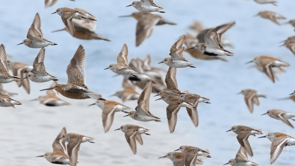 flock of shorebirds in flight