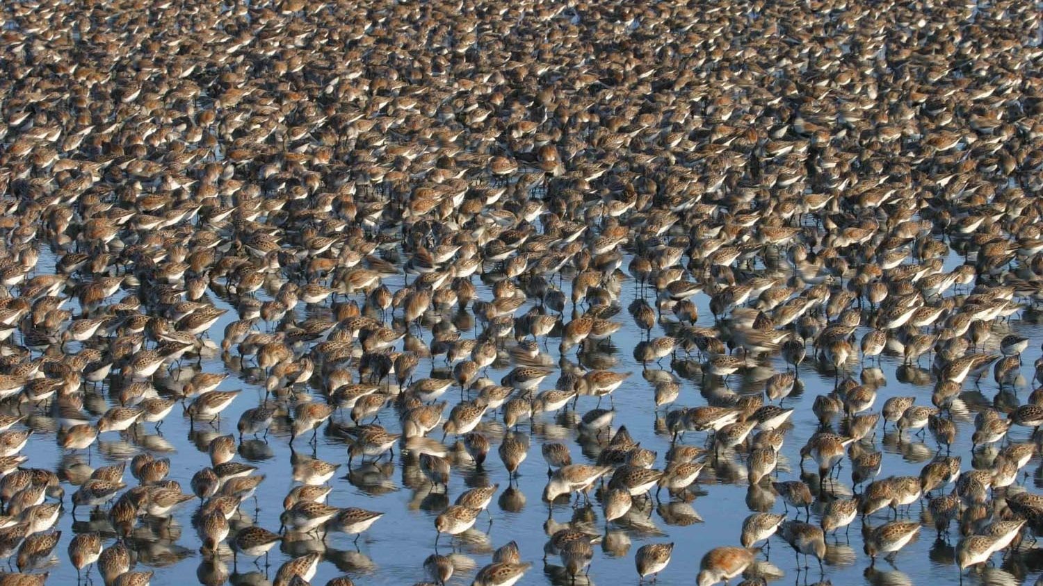 dense flock of birds