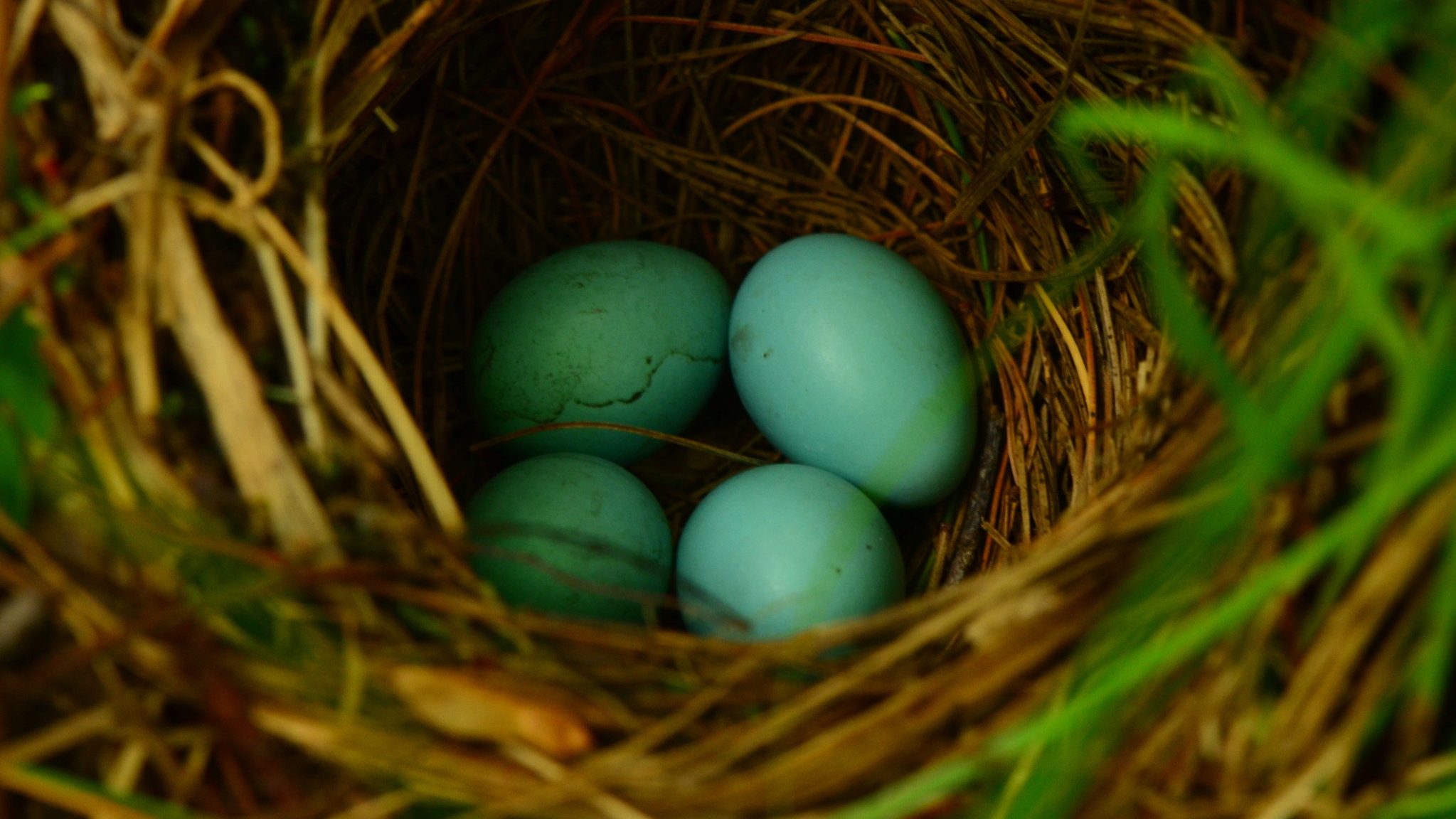 nido de pájaro con cuatro huevos de color verde azulado claro