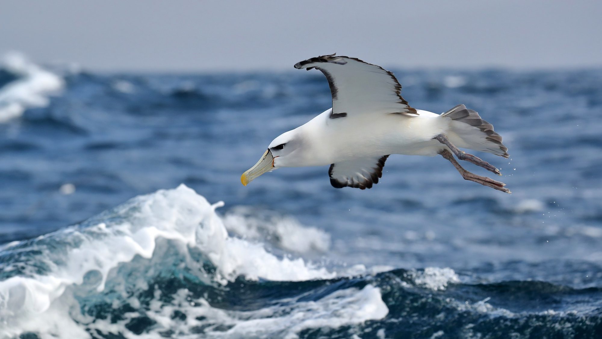 albatross flying over a breaking wave