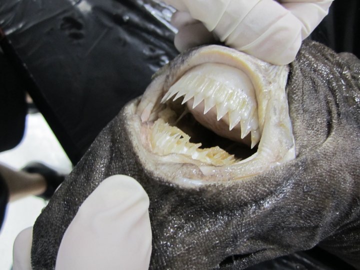 gloved hand holding a shark's mouth open