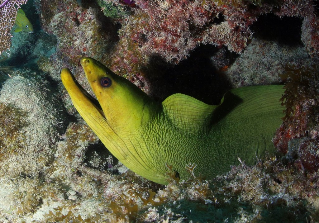 green eel peaking out on a coral reef