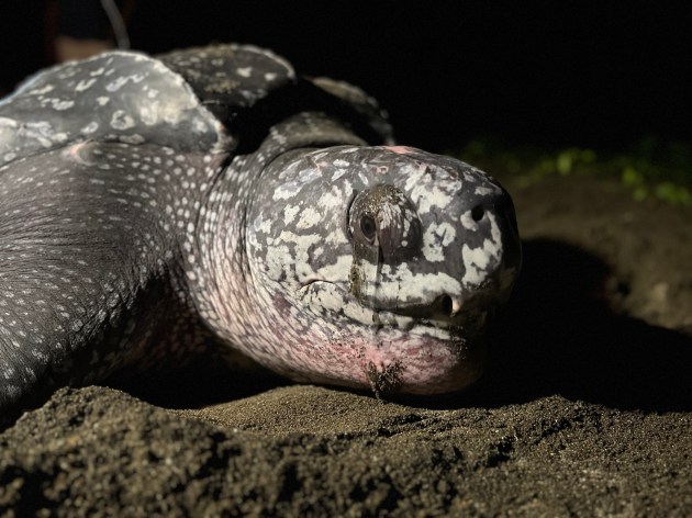 close up of a leatherback turtles face