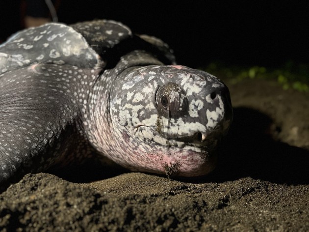 close up of a turtle's face